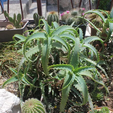 By The Sea Soline, Dubrovnik - 8825 Appartement