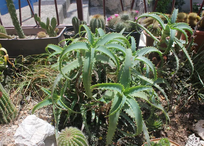 By The Sea Soline, Dubrovnik - 8825 Appartement